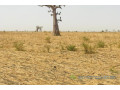 terrain-agricole-de-2-hectares-vers-ngueniene-small-1