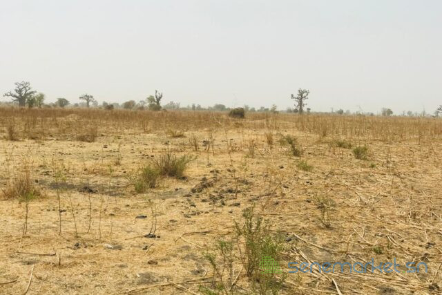 terrain-agricole-de-2-hectares-vers-ngueniene-big-0