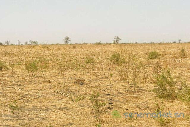 terrain-agricole-de-2-hectares-vers-ngueniene-big-2
