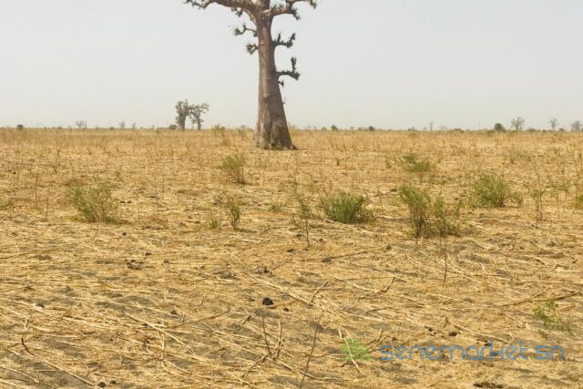 terrain-agricole-de-2-hectares-vers-ngueniene-big-1