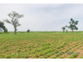terrain-agricole-de-2-hectares-vers-tassette-small-1