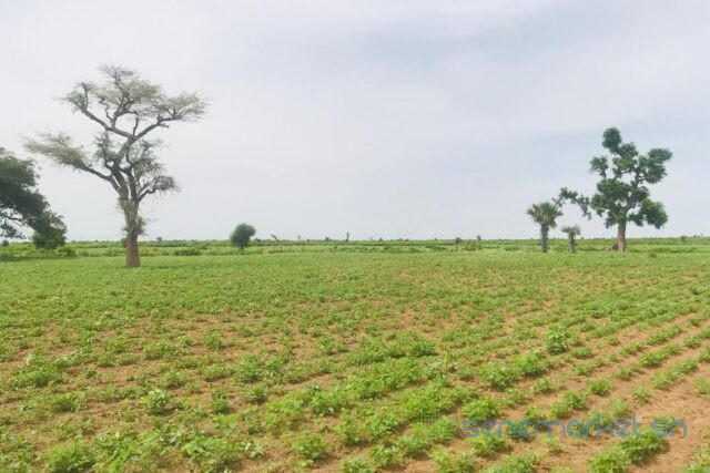 terrain-agricole-de-2-hectares-vers-tassette-big-1