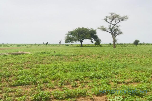 terrain-agricole-de-2-hectares-vers-tassette-big-0