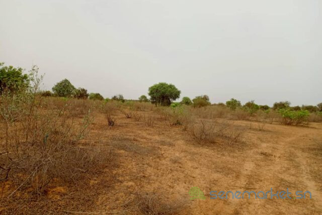 terrain-de-2-hectares-vers-thienaba-big-1