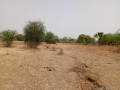 terrain-de-9815-m2-vers-notto-diobass-small-0