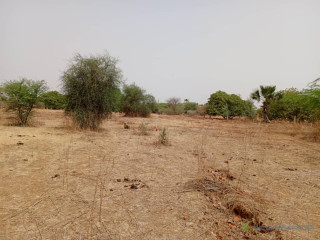 Terrain de 9815 m² vers Notto Diobass