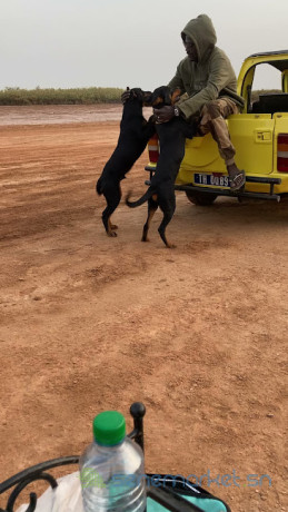 rottweiler-femelle-7-mois-avec-carnet-de-vaccination-big-0
