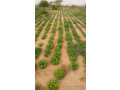 terrainchamp-30-hectares-small-0