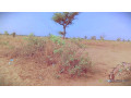 terrain-de-134-hectare-a-ndieyene-sirakh-small-1