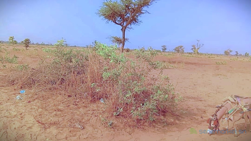 terrain-de-134-hectare-a-ndieyene-sirakh-big-1