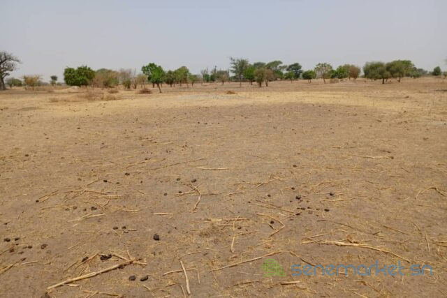terrain-de-206-hectares-vers-tassette-big-0