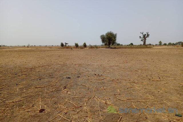 terrain-de-206-hectares-vers-tassette-big-1
