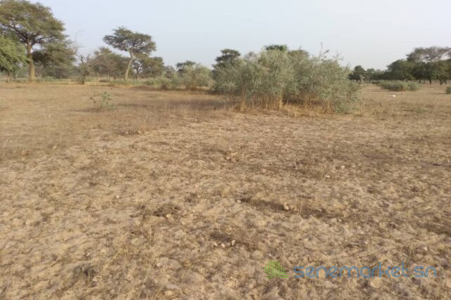 terrain-agricole-de-2-hectares-vers-thienaba-big-0