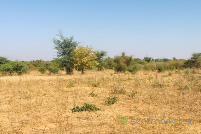 terrain-de-205-hectares-vers-popenguine-big-2