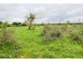 terrain-de-206-hectares-vers-notto-gouye-diama-small-2