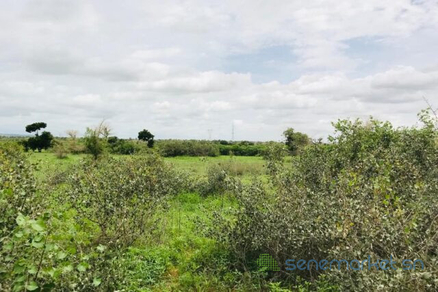 terrain-de-206-hectares-vers-notto-gouye-diama-big-0