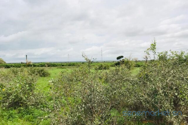 terrain-de-206-hectares-vers-notto-gouye-diama-big-1