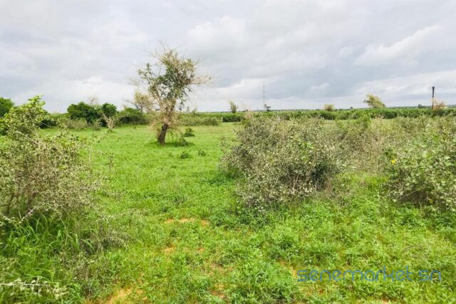 terrain-de-206-hectares-vers-notto-gouye-diama-big-2
