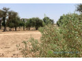terrain-de-209-hectares-vers-notto-diobass-small-0