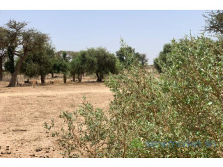 Terrain de 2,09 hectares vers Notto Diobass