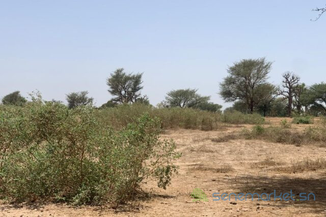 terrain-de-209-hectares-vers-notto-diobass-big-2