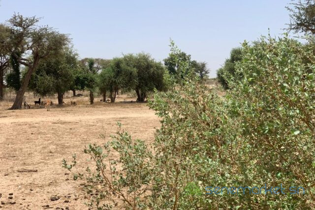 terrain-de-209-hectares-vers-notto-diobass-big-0