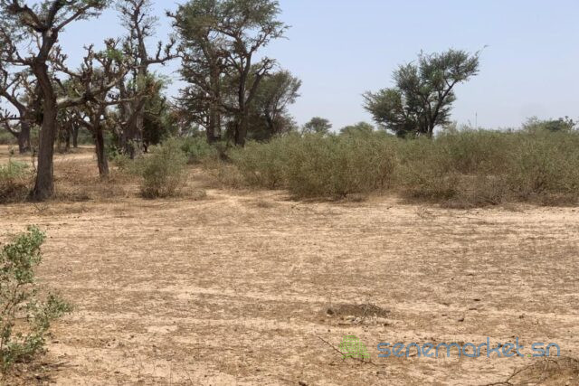 terrain-de-209-hectares-vers-notto-diobass-big-1