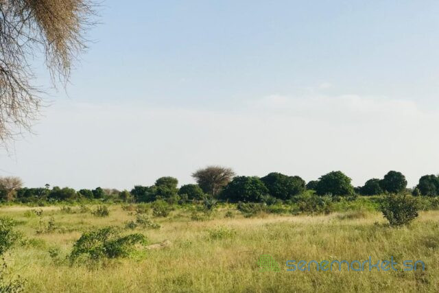 terrain-de-209-hectares-vers-pire-big-0