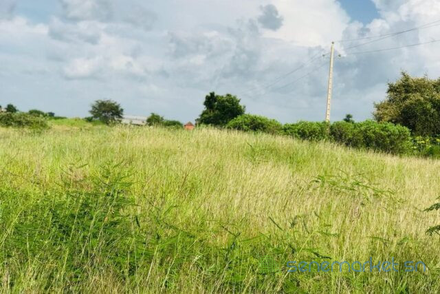 terrain-de-229-hectares-vers-malicounda-big-1