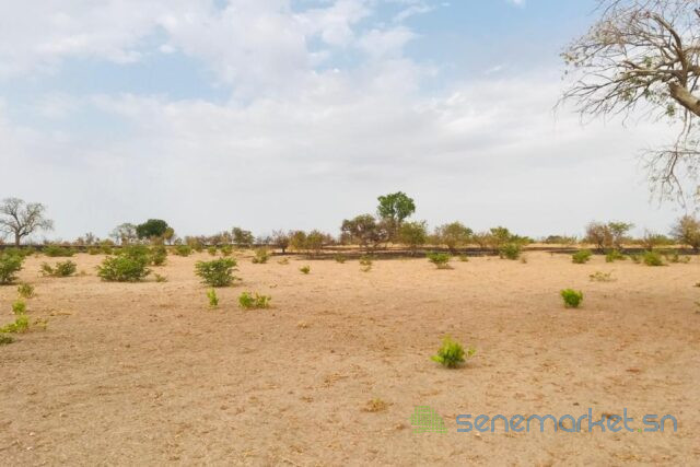 terrain-de-23-hectares-vers-koungheul-big-2