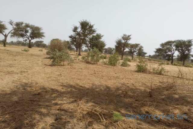 terrain-de-230-hectares-vers-sindia-big-0