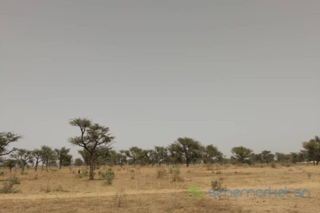 terrain-de-230-hectares-vers-sindia-big-1