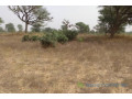 terrain-de-233-hectares-vers-notto-diobass-small-1