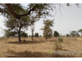 terrain-de-233-hectares-vers-notto-diobass-small-2