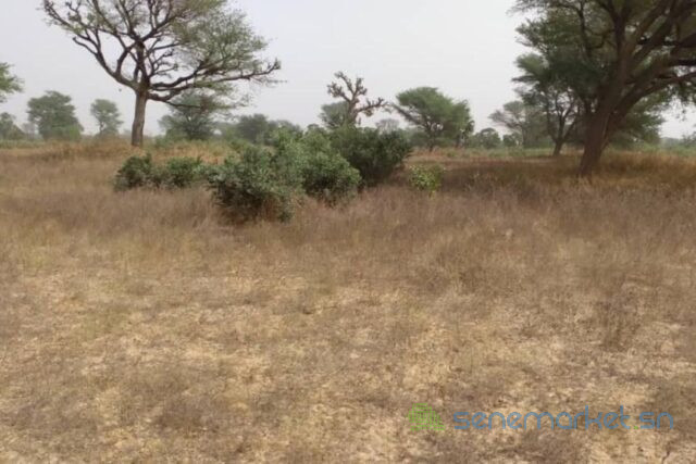 terrain-de-233-hectares-vers-notto-diobass-big-1
