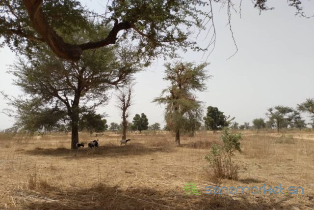 terrain-de-233-hectares-vers-notto-diobass-big-2