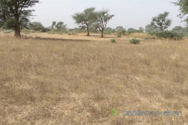 terrain-de-233-hectares-vers-notto-diobass-big-0