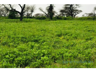 Terrain de 2,39 hectares vers Touba Toul