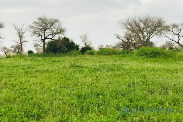 terrain-de-239-hectares-vers-touba-toul-big-1