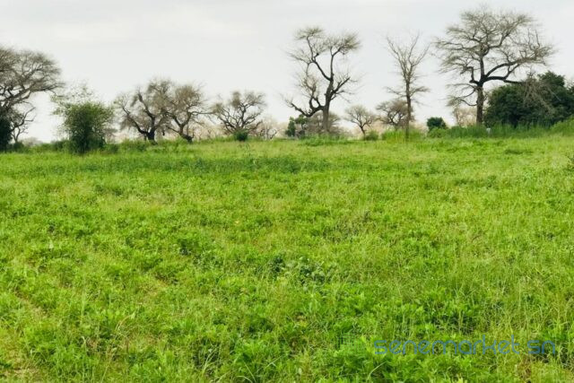 terrain-de-239-hectares-vers-touba-toul-big-2