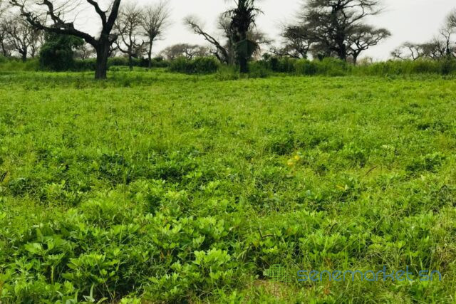 terrain-de-239-hectares-vers-touba-toul-big-0