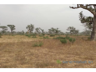 Terrain de 2,47 hectares vers Notto Diobass