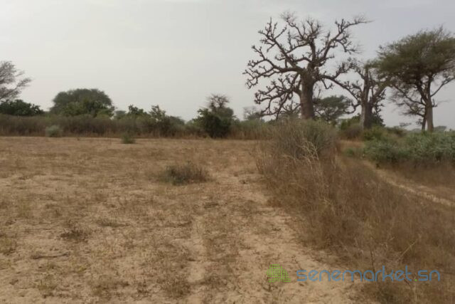 terrain-de-247-hectares-vers-notto-diobass-big-2