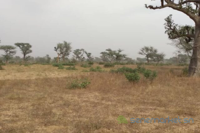 terrain-de-247-hectares-vers-notto-diobass-big-0