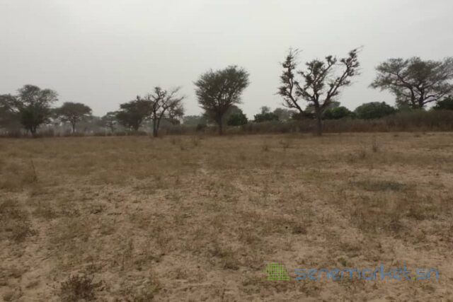 terrain-de-247-hectares-vers-notto-diobass-big-1