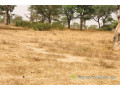 terrain-de-247-hectares-vers-thienaba-small-0