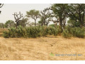 terrain-de-247-hectares-vers-thienaba-small-1