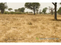 terrain-de-247-hectares-vers-thienaba-small-2