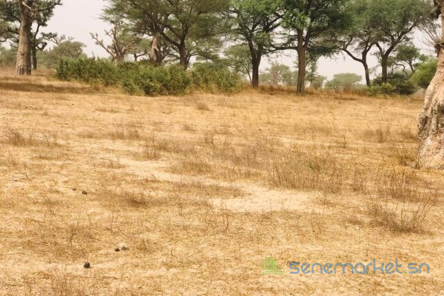 terrain-de-247-hectares-vers-thienaba-big-0