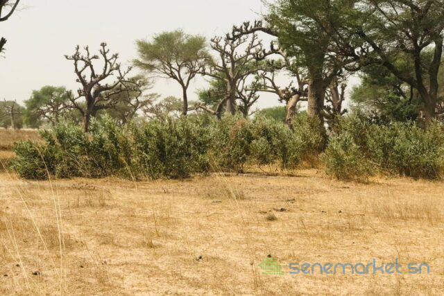 terrain-de-247-hectares-vers-thienaba-big-1